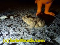 /home//u458753944/public_html/sourcegallery//Roxborough Toad Detour/2013-2019/2013/2013-04-09/P1120088.JPG